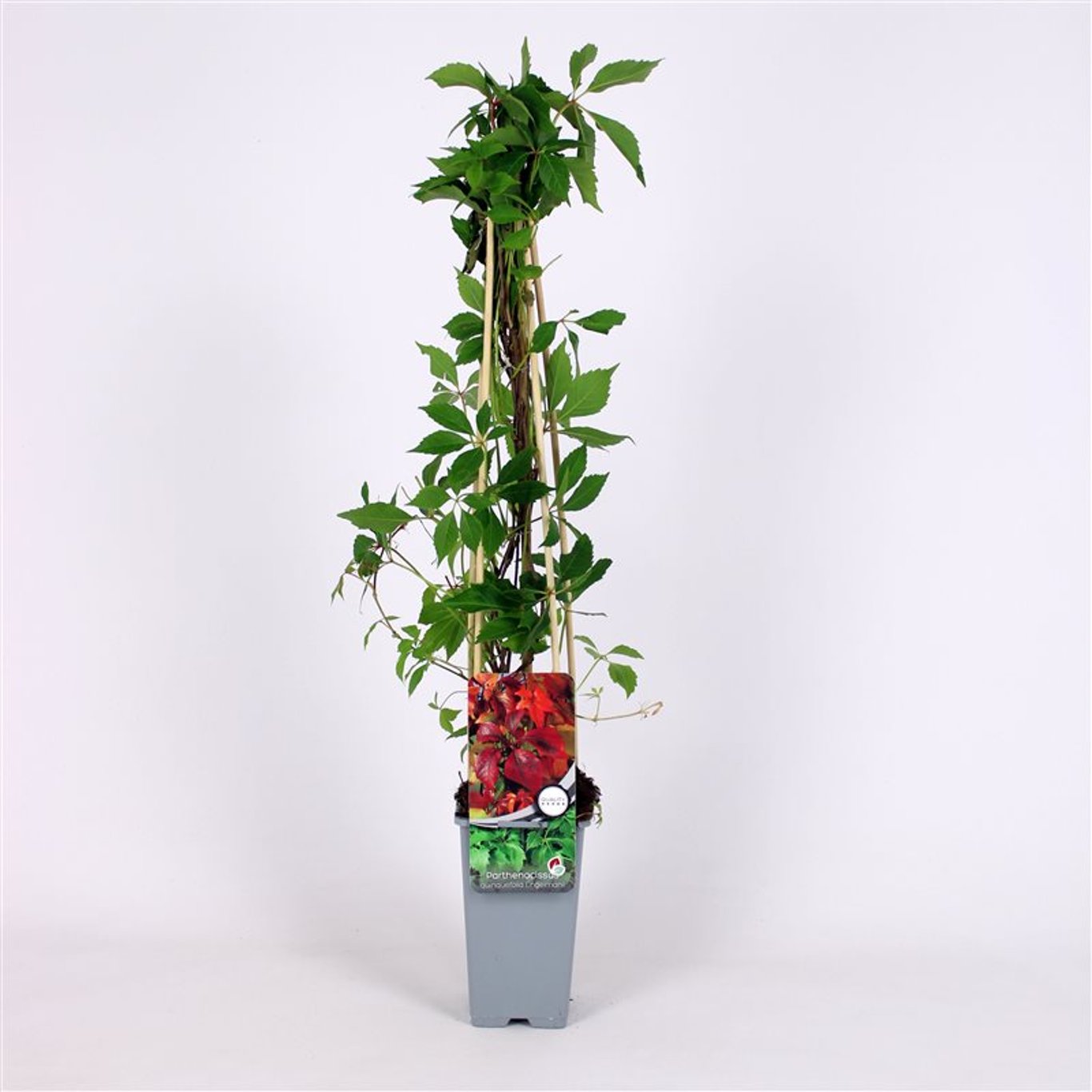 Parthenocissus quinq.engelmannii - C2 70/+ CM